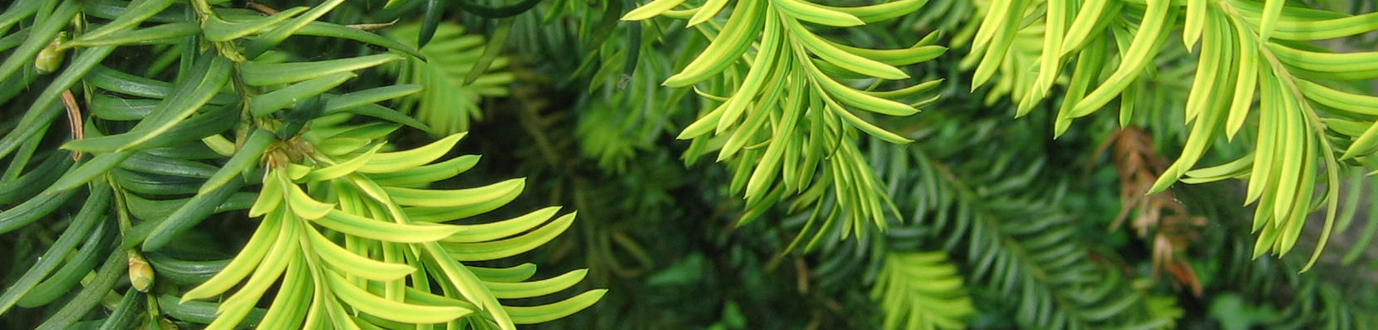 Taxus baccata 'Dovastonii Aurea'