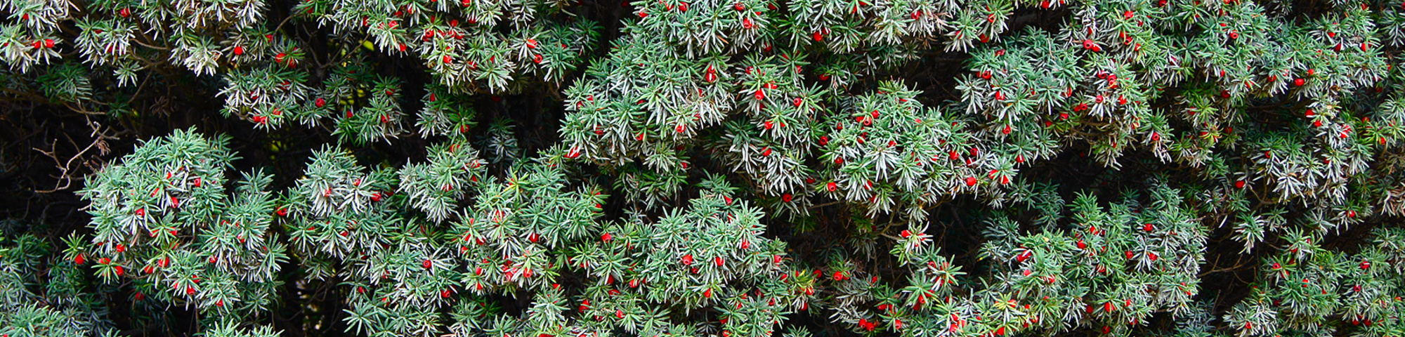 Taxus baccata 'Fastigiata'