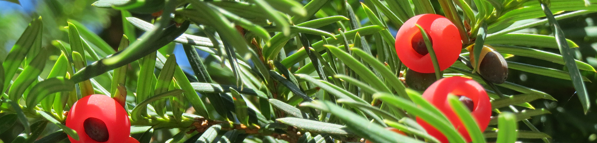 Taxus baccata