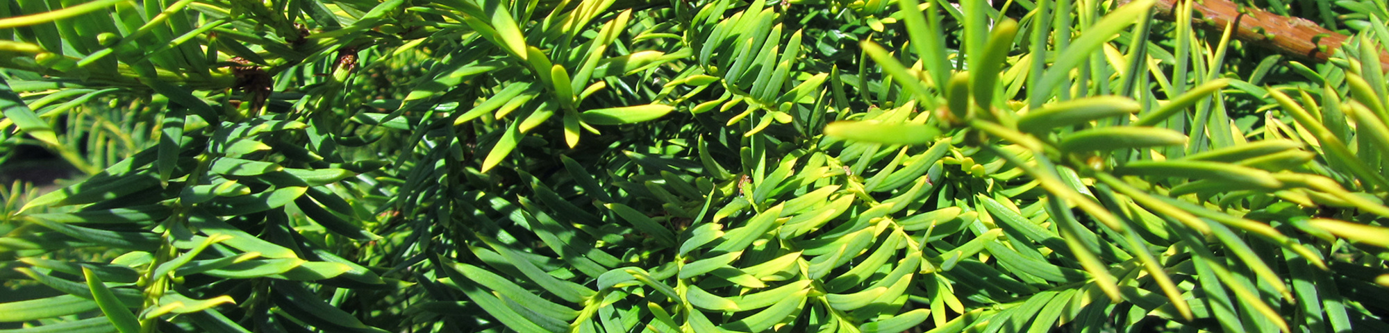 Taxus baccata 'Semperaurea'