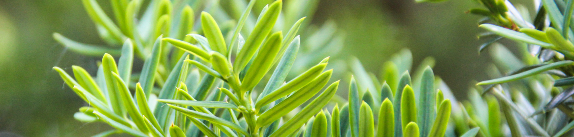Taxus cuspidata f. nana