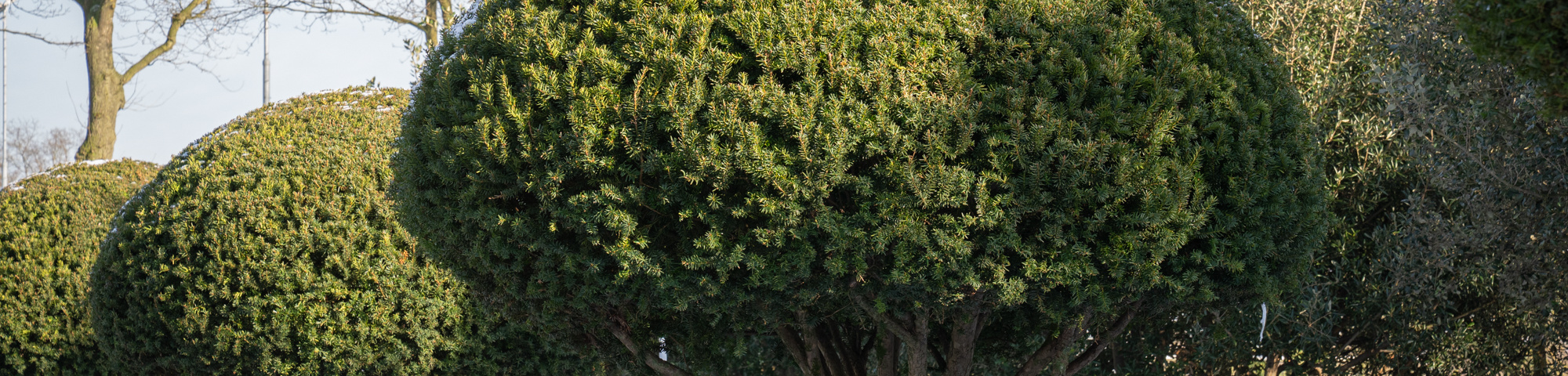Taxus cuspidata