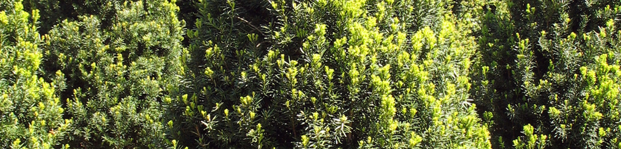 Taxus x media 'Hicksii'