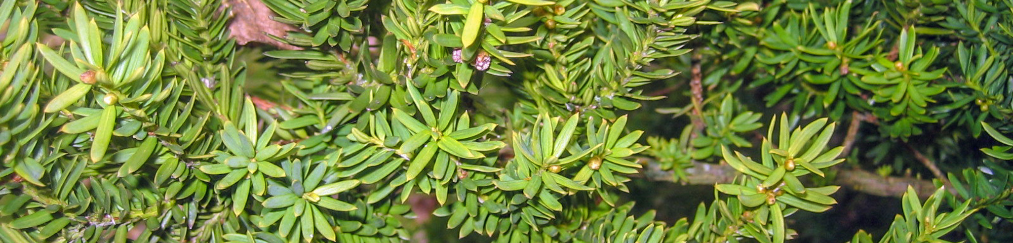 Taxus x media 'Hillii'