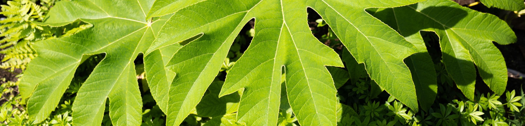 Tetrapanax papyrifer