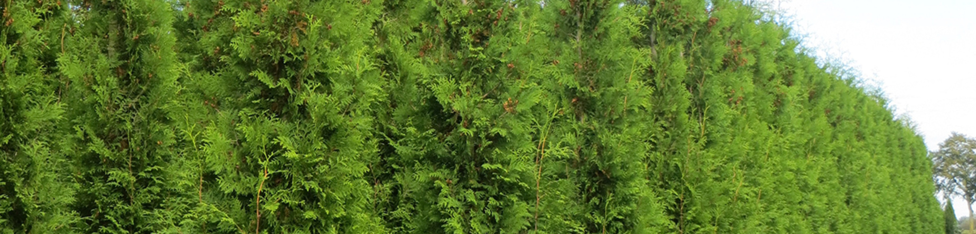 Thuja occidentalis 'Brabant'