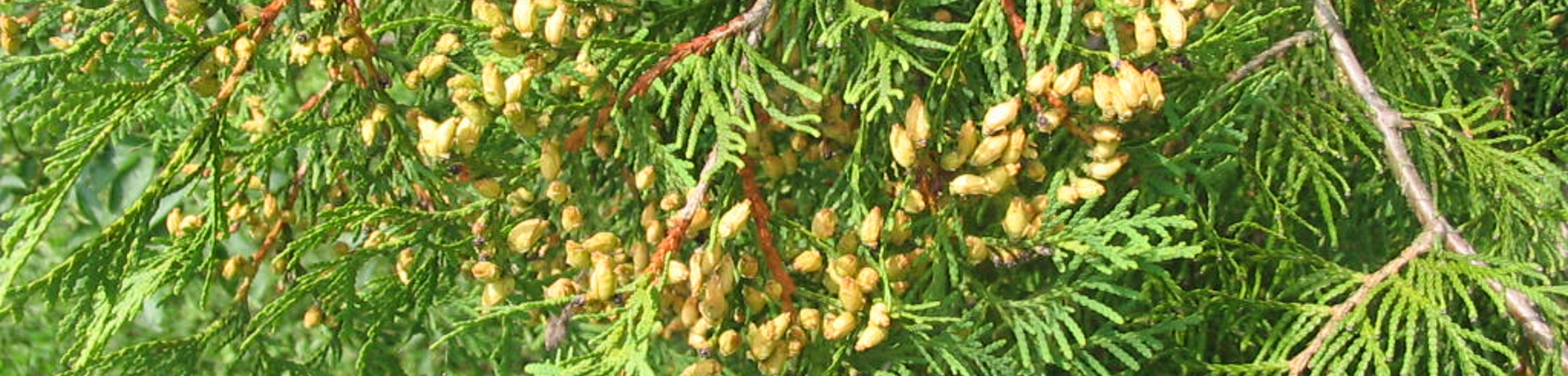 Thuja occidentalis
