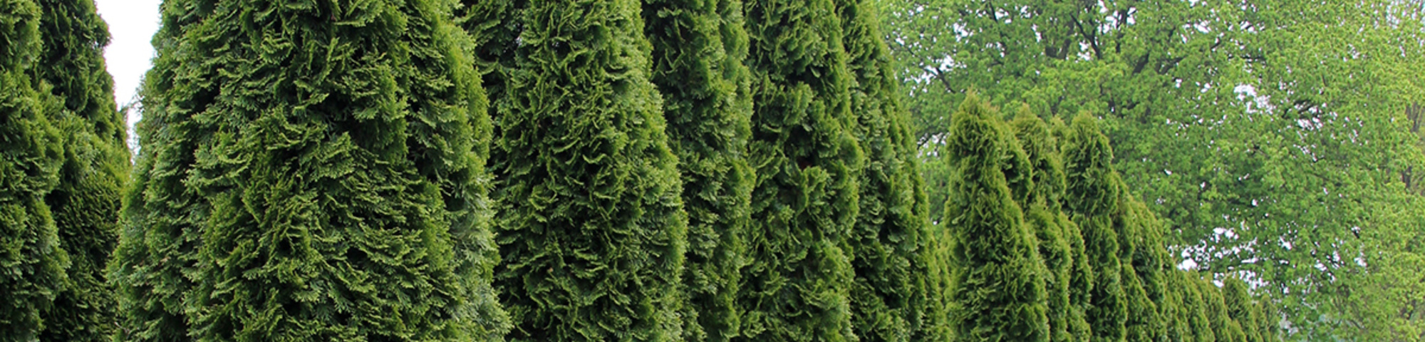 Thuja occidentalis 'Smaragd'