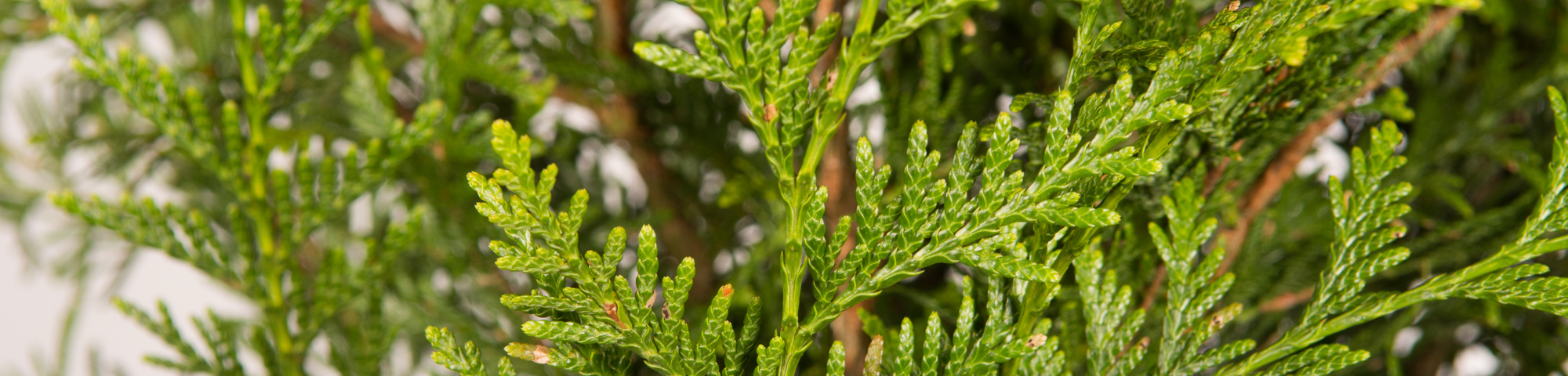 Thuja plicata 'Atrovirens'