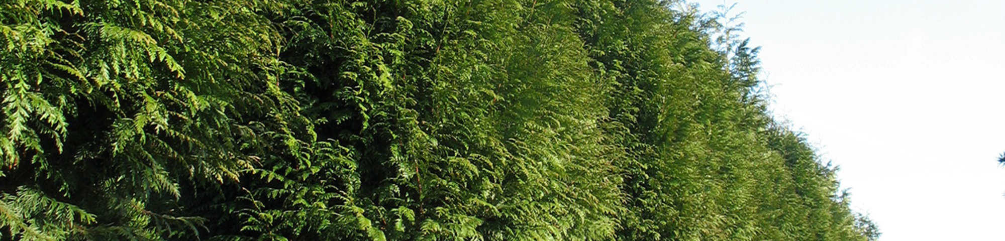 Thuja plicata 'Excelsa'
