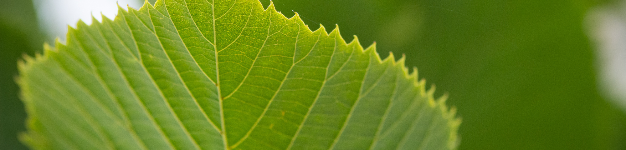 Tilia americana 'American Sentry'