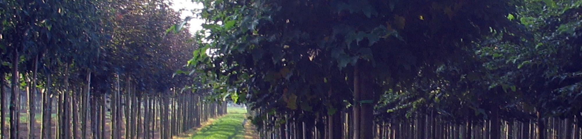 Tilia cordata 'Green Globe'