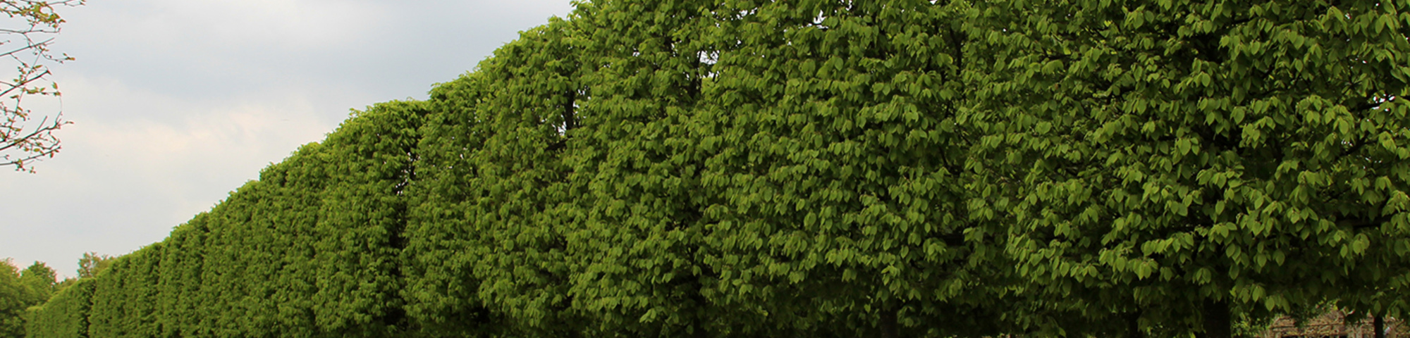 Tilia cordata 'Lima'