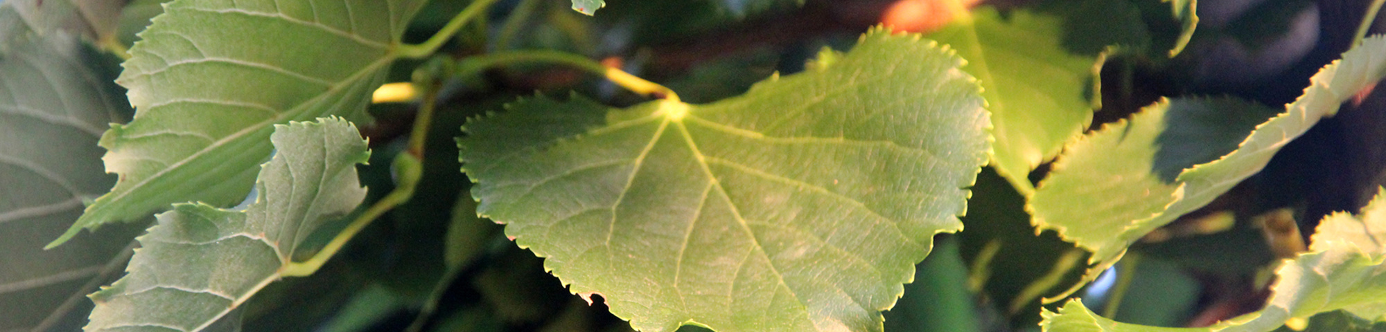 Tilia cordata 'Rancho'