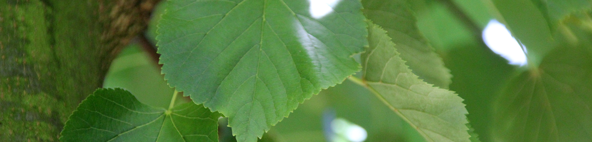 Tilia cordata 'Roelvo'