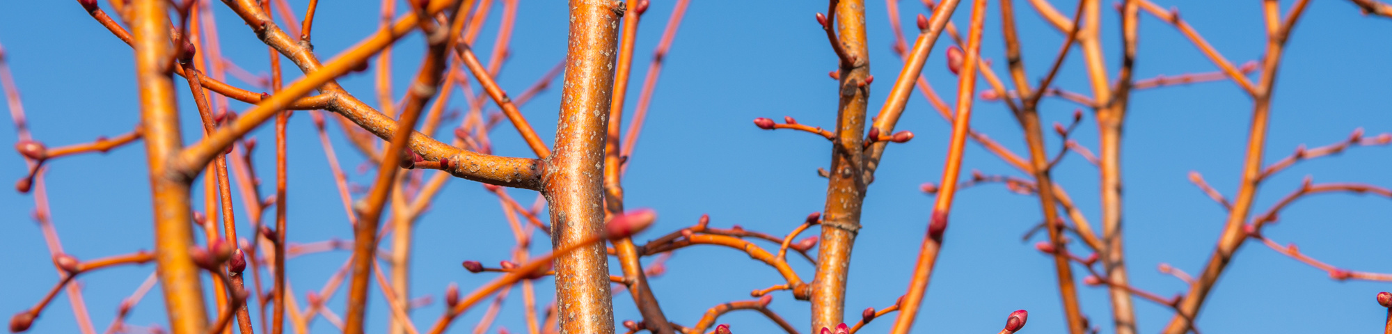 Tilia cordata 'Winter Orange'