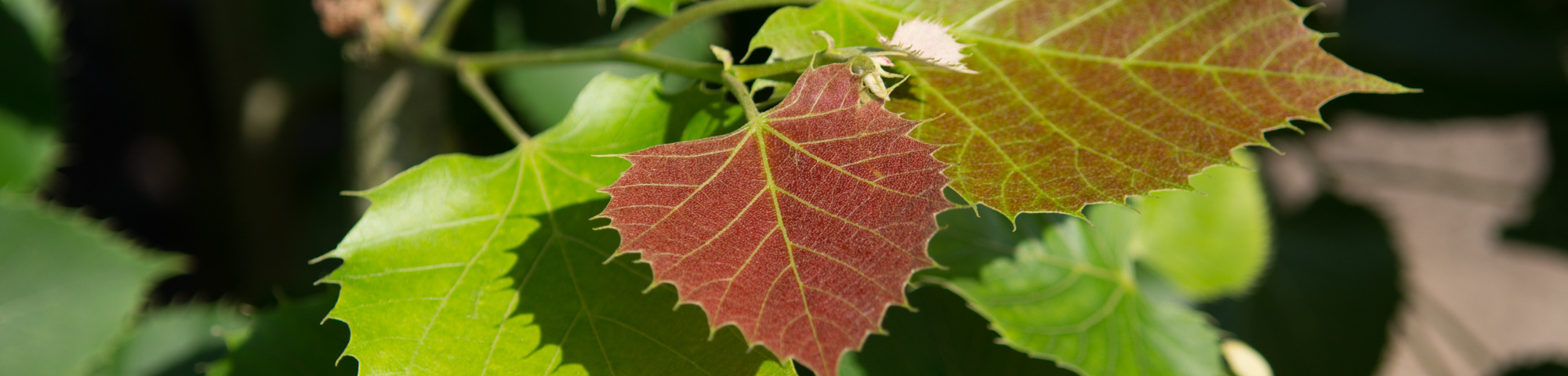 Tilia henryana