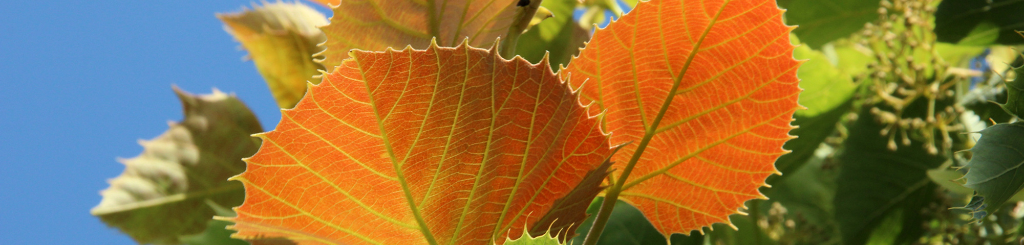 Tilia henryana var. subglabra