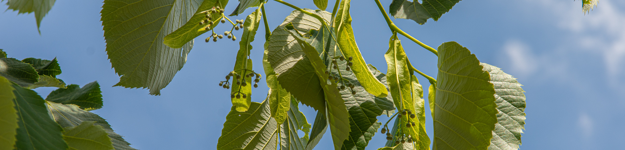 Tilia heterophylla 'Prestige'