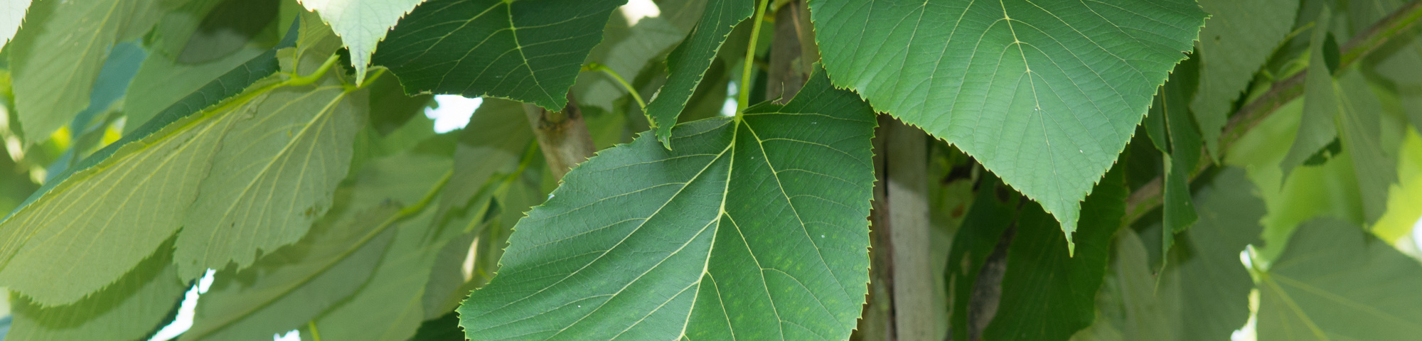 Tilia heterophylla 'Prestige'