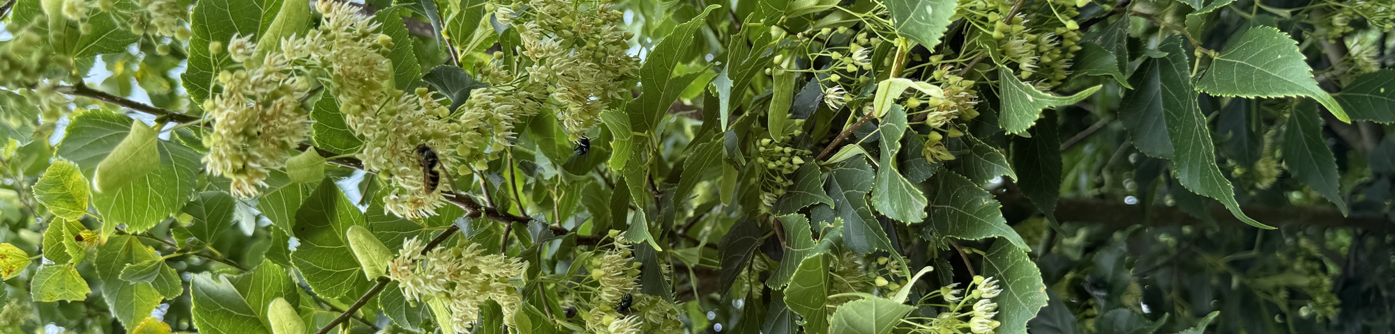 Tilia kiusiana