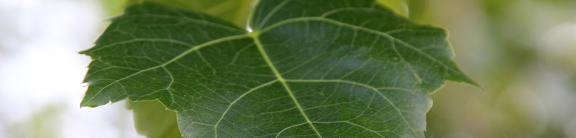 Tilia mongolica 'Buda'