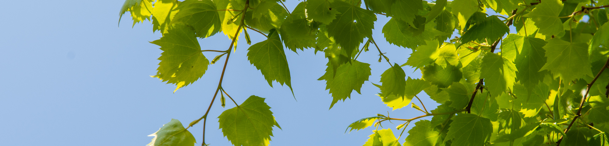 Tilia mongolica