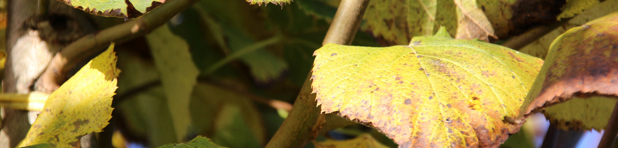 Tilia platyphyllos 'Delft'