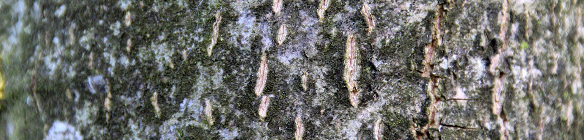 Tilia platyphyllos 'Naarden'