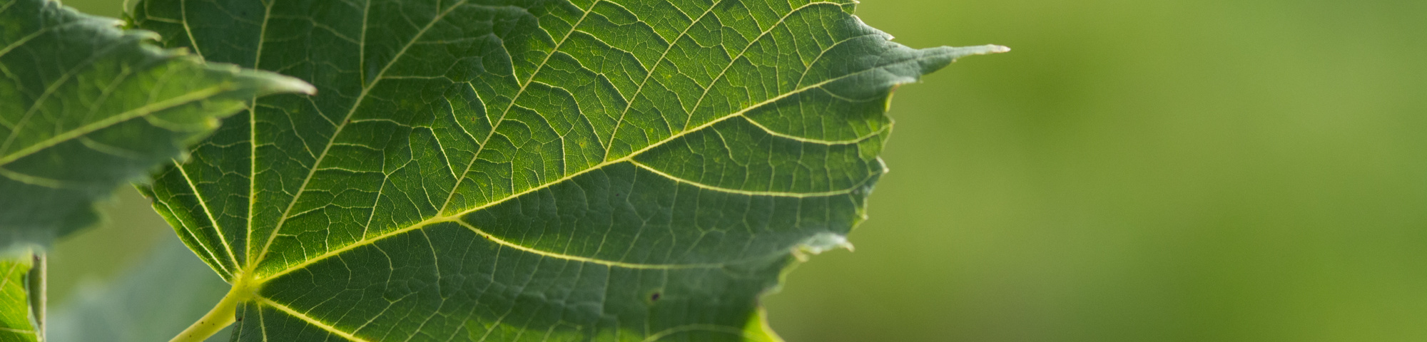 Tilia platyphyllos 'Örebro'