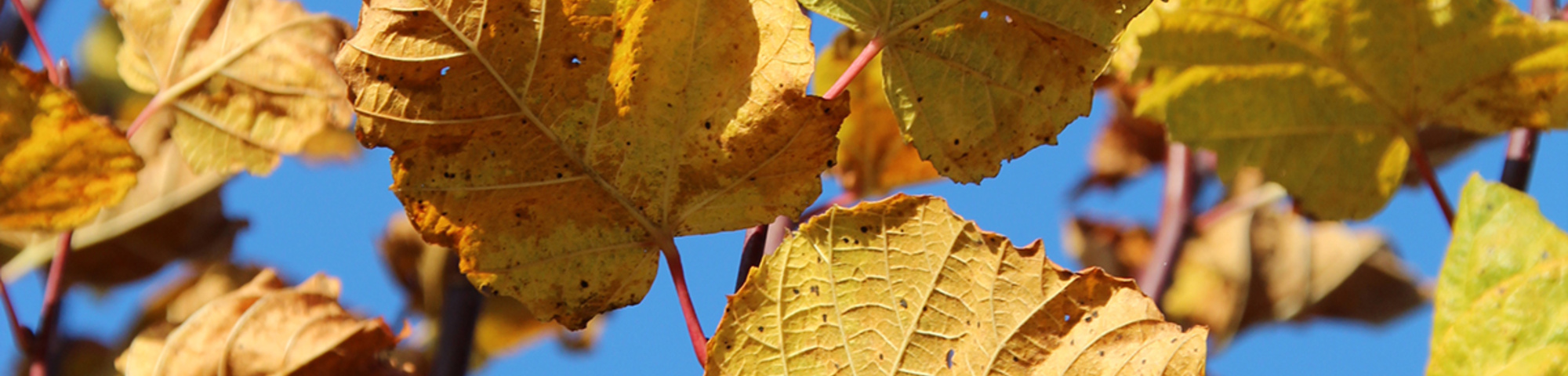 Tilia platyphyllos 'Rubra'