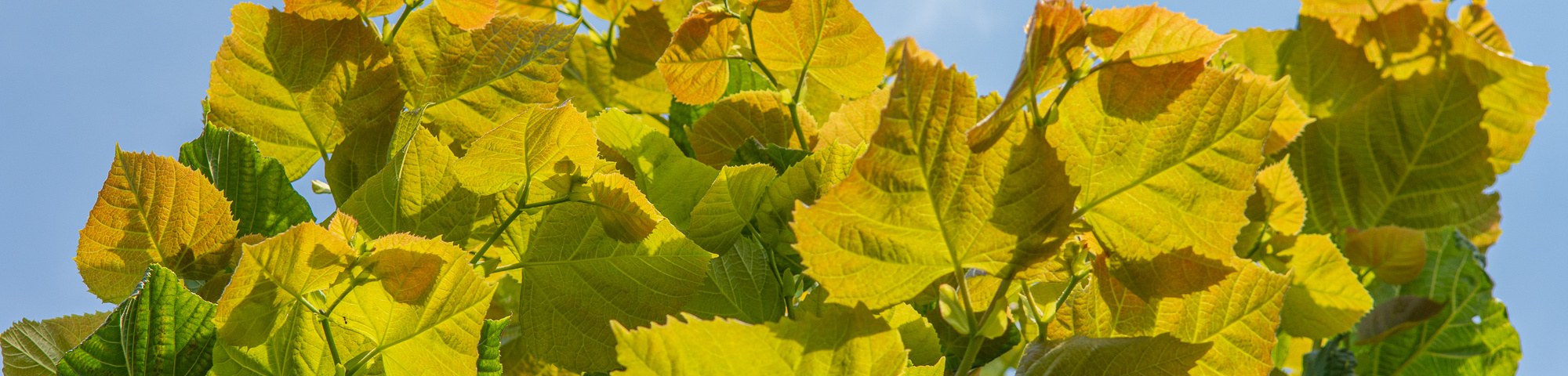 Tilia platyphyllos 'Rubra'