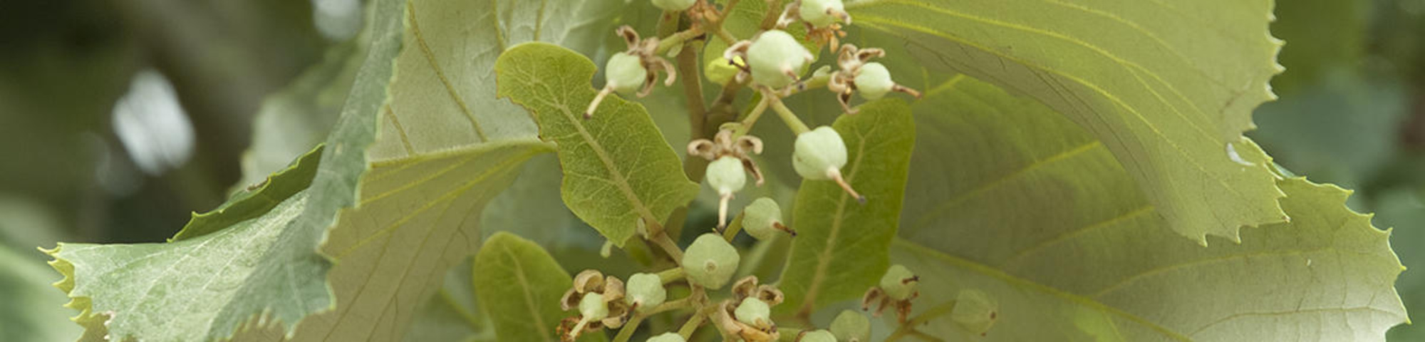 Tilia tomentosa 'Brabant'