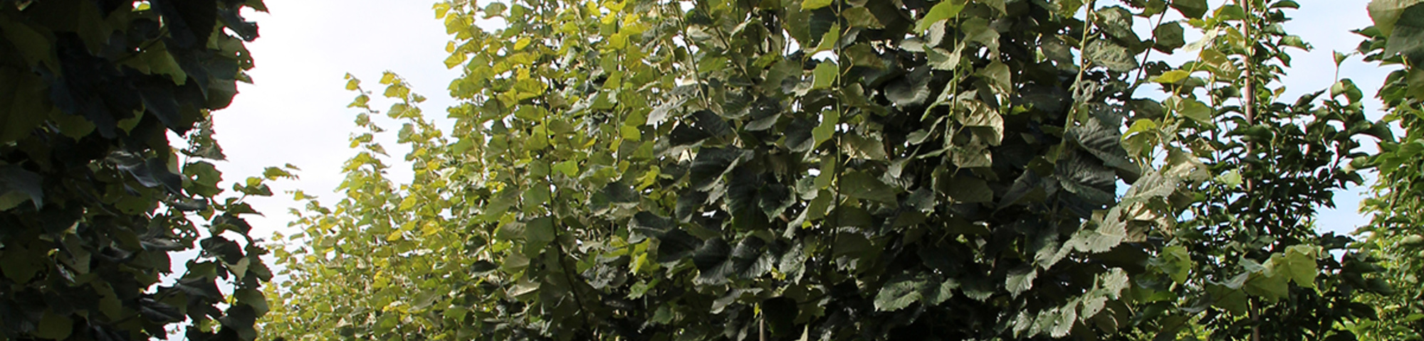 Tilia tomentosa 'Doornik'
