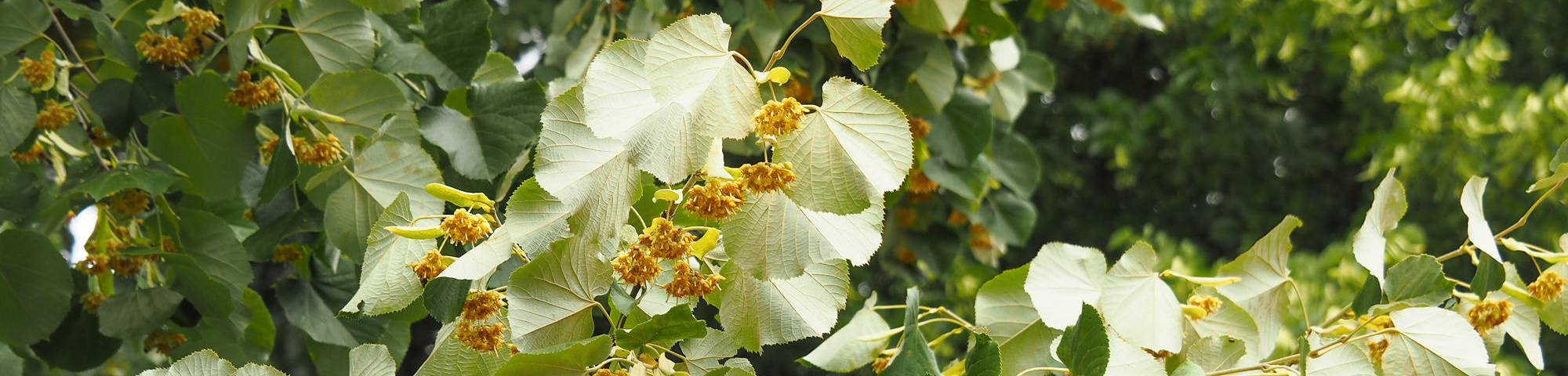 Tilia tomentosa