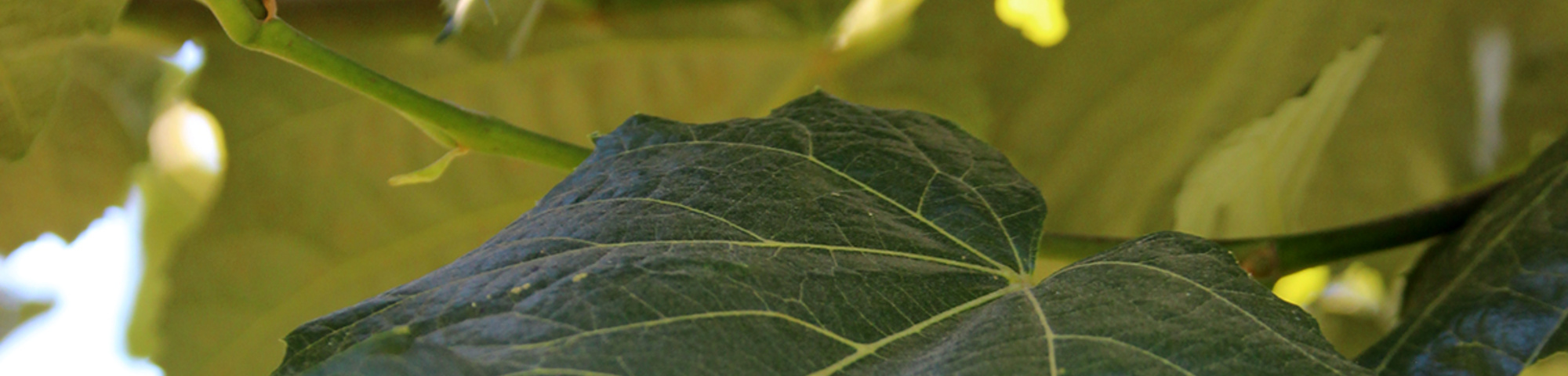 Tilia tomentosa