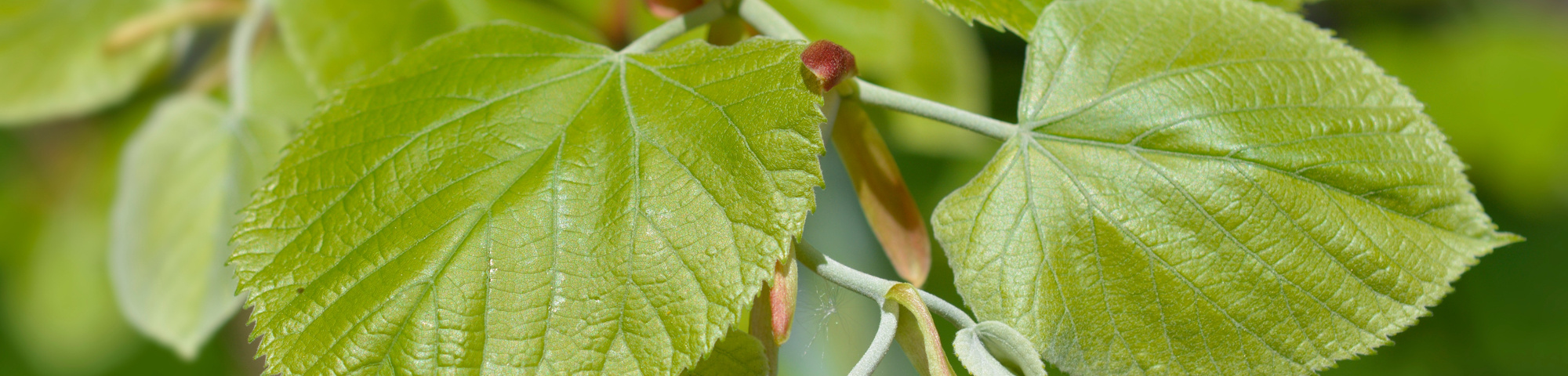 Tilia tomentosa
