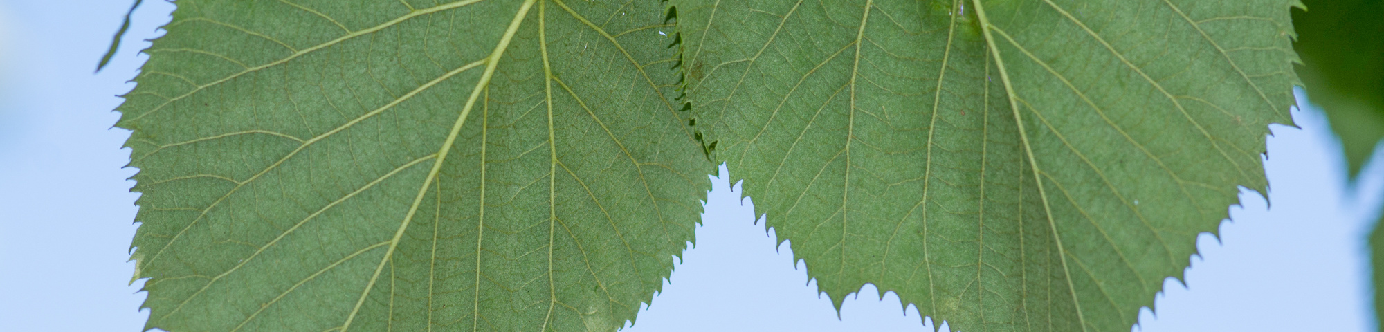Tilia tomentosa 'Silver Globe'