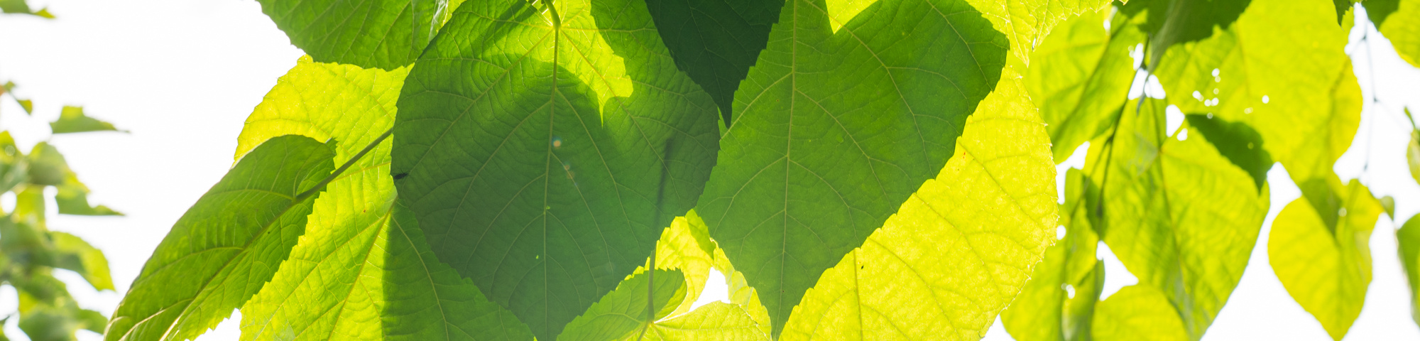 Tilia tomentosa 'Sisi'