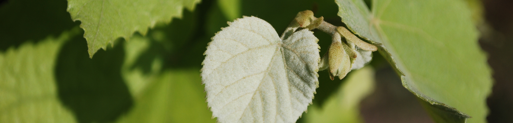 Tilia tomentosa 'Szeleste'