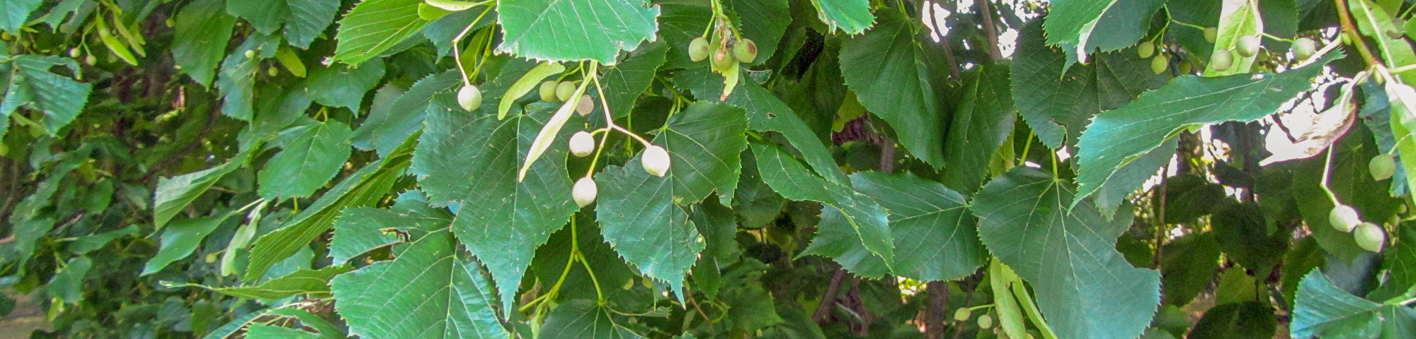Tilia x europaea