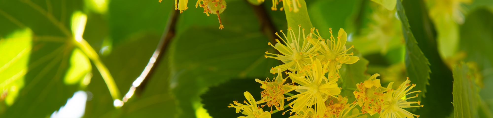 Tilia x europaea 'Koningslinde'