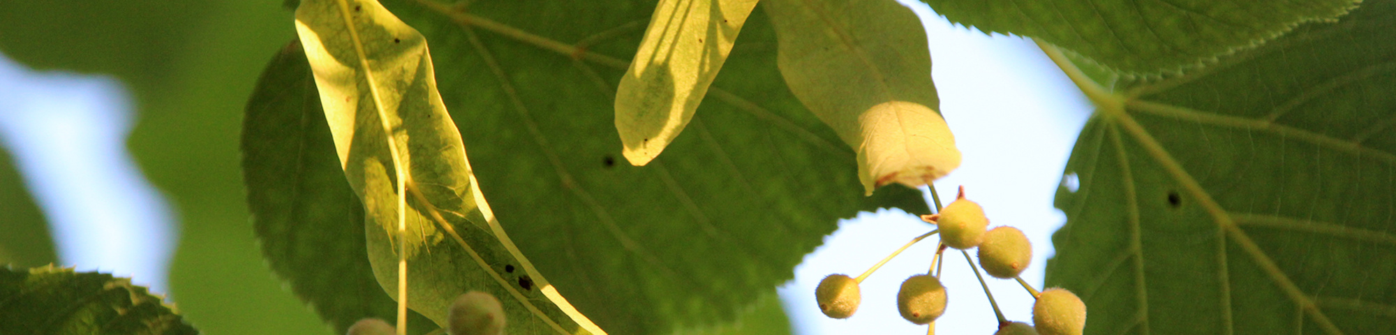 Tilia x europaea 'Pallida'