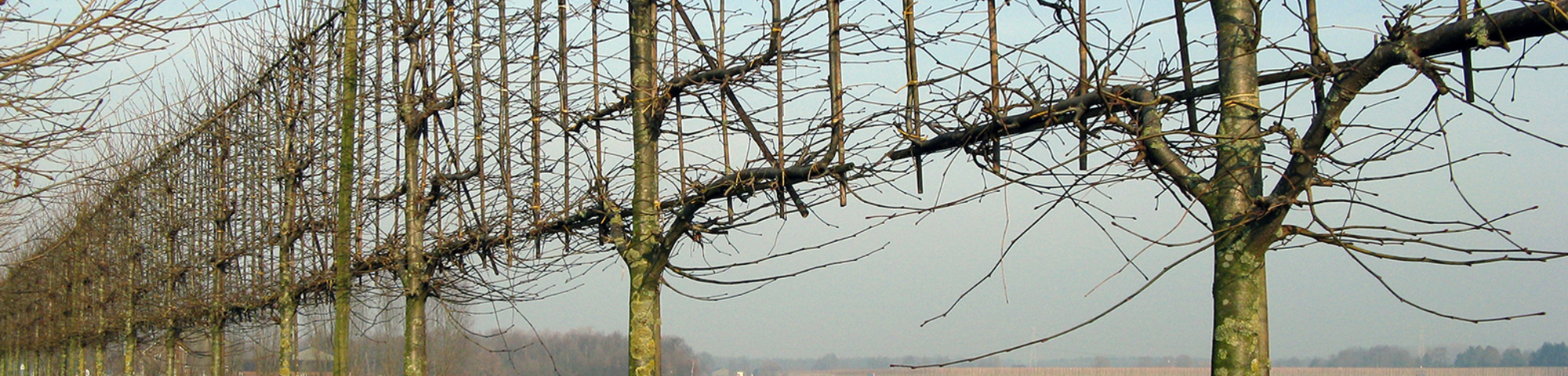 Tilia x europaea 'Zwarte Linde'