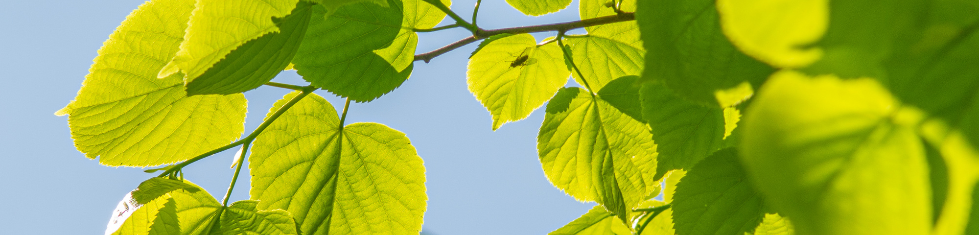 Tilia x europaea 'Zwarte Linde'