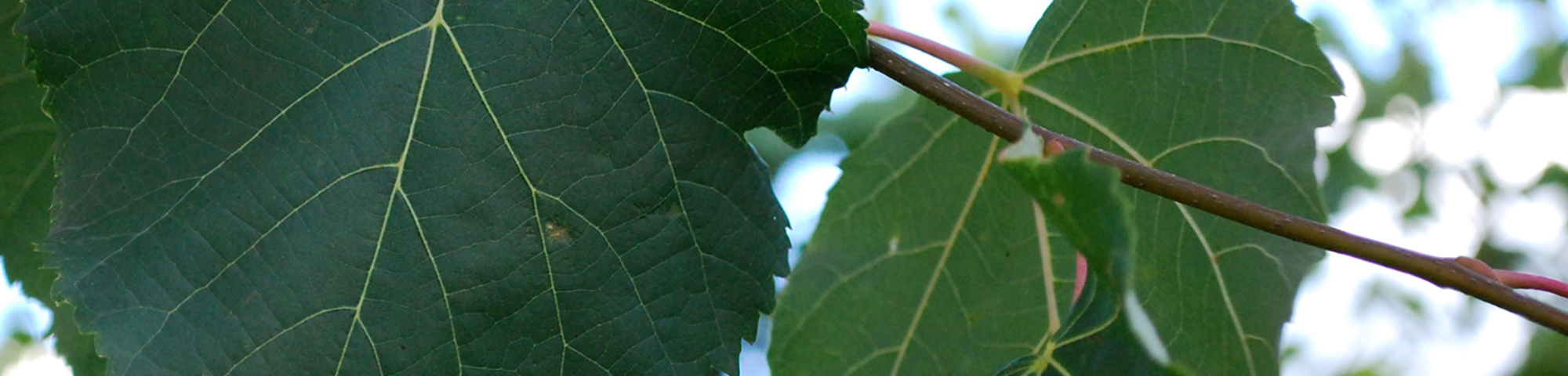 Tilia x flavescens 'Glenleven'