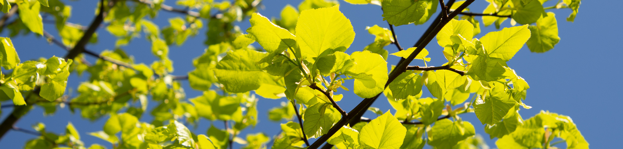 Tilia x flavescens 'Glenleven'