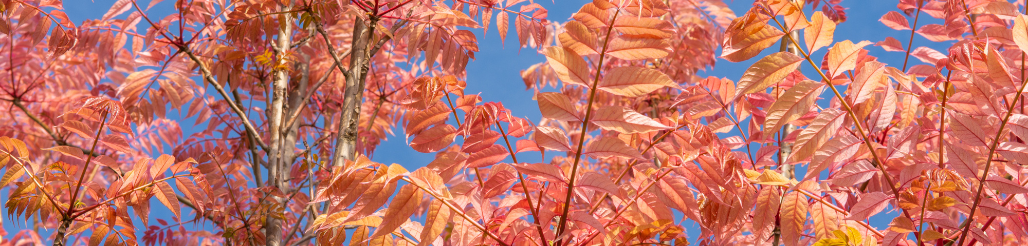 Toona sinensis 'Flamingo'