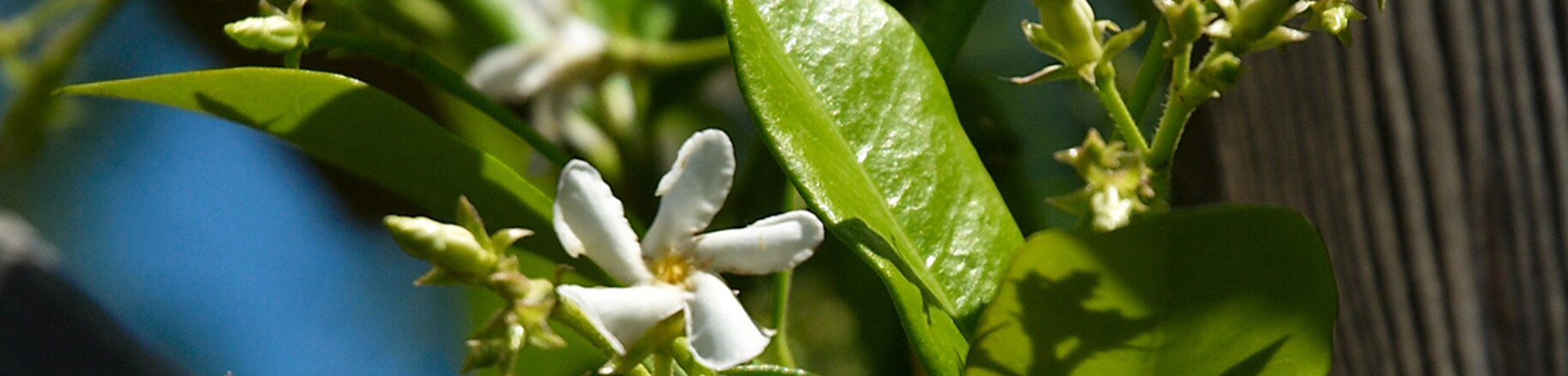 Trachelospermum jasminoides