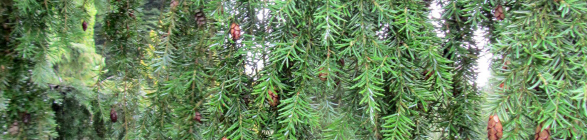 Tsuga canadensis 'Pendula'